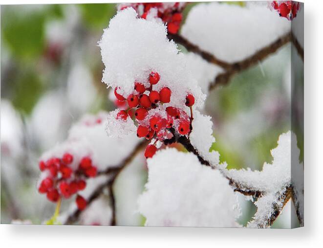 Snow Canvas Print featuring the photograph Snow Caped Holly by I.hirama