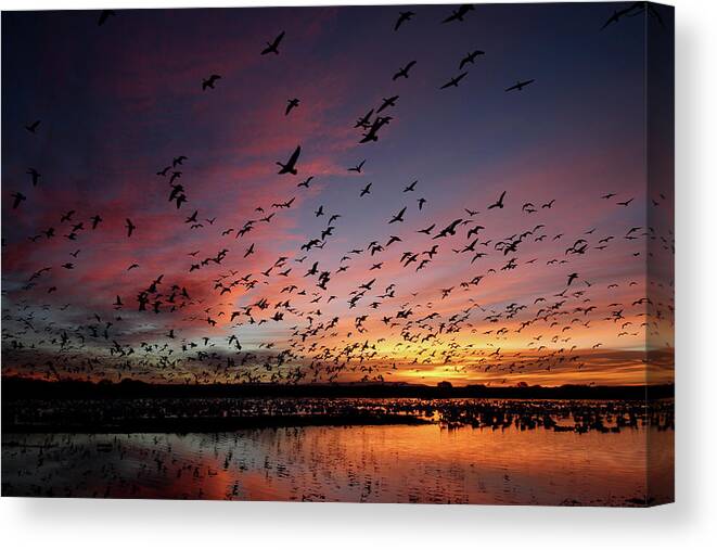 Scenics Canvas Print featuring the photograph Snow Geese At Bosque Del Apache by Pat Gaines