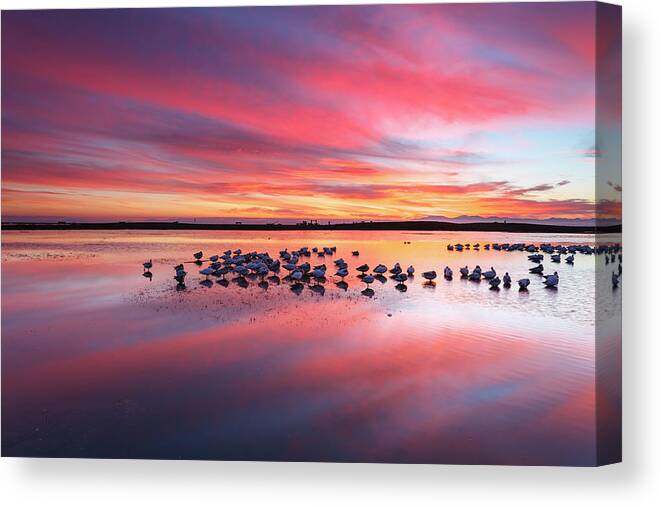 Scenics Canvas Print featuring the photograph Snow Geese At Twilight by Glowingearth