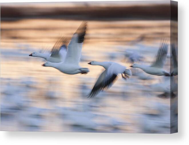 Feb0514 Canvas Print featuring the photograph Snow Geeseflying Over Bosque Del Apache by Konrad Wothe