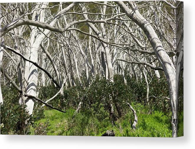Snow Gum Canvas Print featuring the photograph Snow Gums Regenerating After Fire by Dr Jeremy Burgess