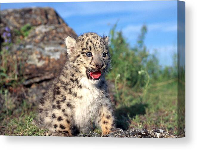 Animal Canvas Print featuring the photograph Snow Leopard Panthera Uncia by Thomas And Pat Leeson