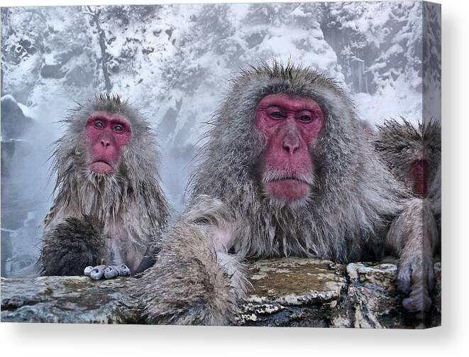 Snow Canvas Print featuring the photograph Snow Monkeys In The Hot Springs by Istvan Hernadi Photography... Mountain Visions