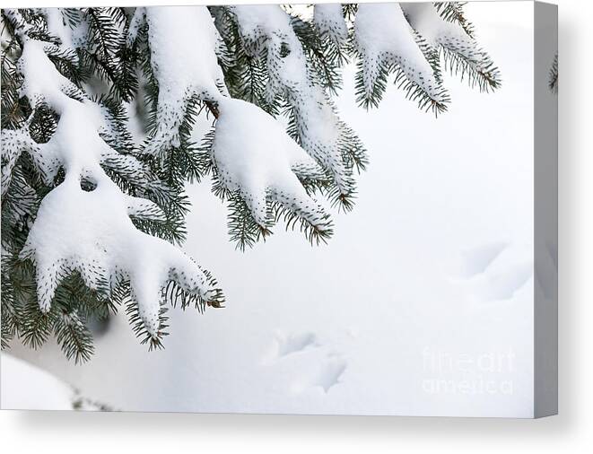 Snow Canvas Print featuring the photograph Snow on winter branches by Elena Elisseeva