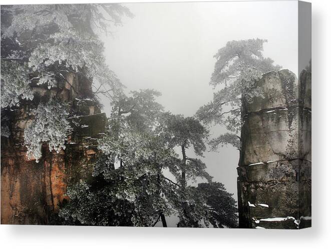 Tranquility Canvas Print featuring the photograph Snow Pine Trees On Quartz Sandstone by Melindachan