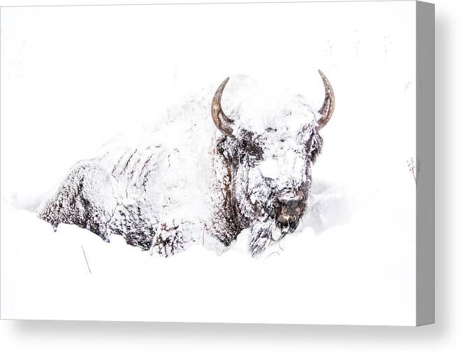 Yellowstone Canvas Print featuring the photograph Snowed-in by Thomas Szajner