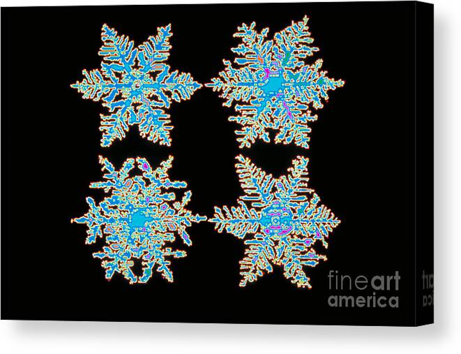 Science Canvas Print featuring the photograph Snowflakes by Scott Camazine