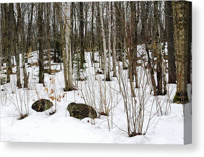 Forest Canvas Print featuring the photograph Snowy Carpet by Keith Armstrong