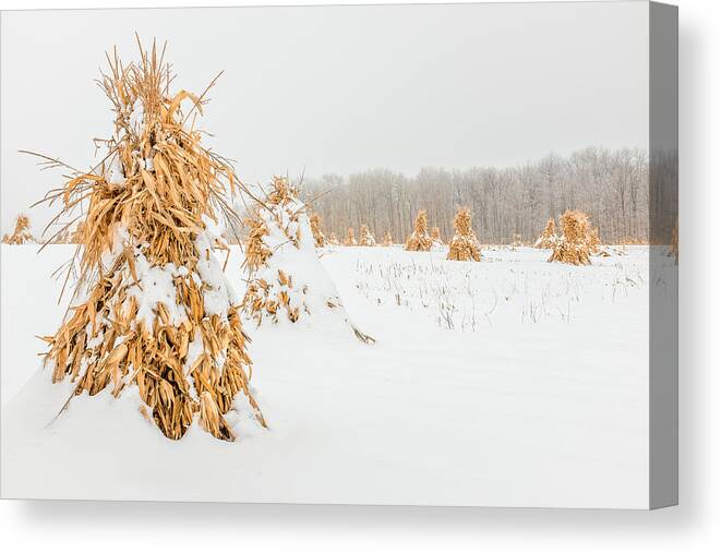 Corn Shocks Canvas Print featuring the photograph Snowy Corn Shocks by Chris Bordeleau