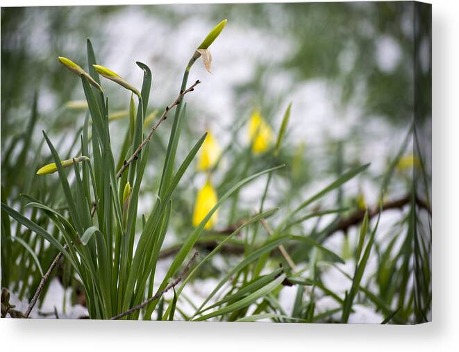 Daffodils Canvas Print featuring the photograph Snowy Daffodils by Spikey Mouse Photography