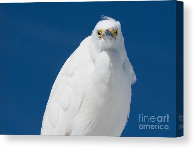  Egret Canvas Print featuring the photograph Snowy Egret - Fort DeSoto Park No. 1 by John Greco