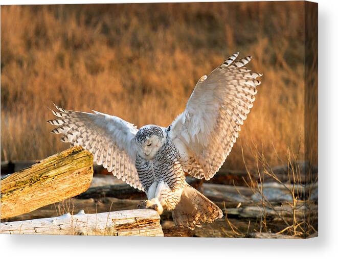 Snowy Owl Canvas Print featuring the photograph Snowy Owl - Bubo scandiacus by Michael Russell