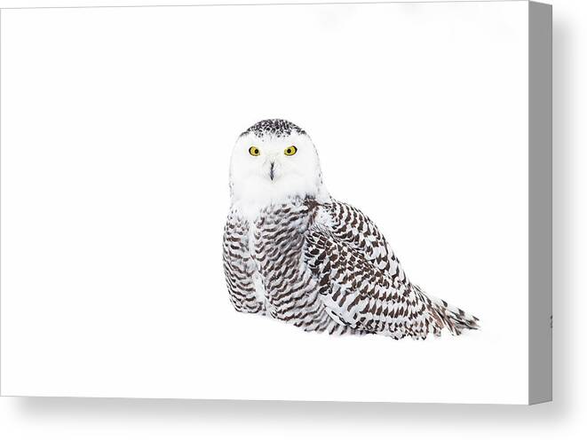 Owl Canvas Print featuring the photograph Snowy Owl In Winter Snow by Jim Cumming