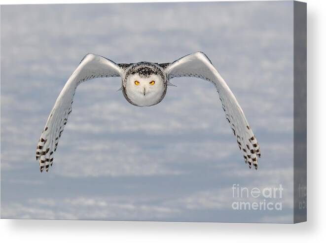 Canada Fauna Canvas Print featuring the photograph Snowy Owl Incoming by Scott Linstead