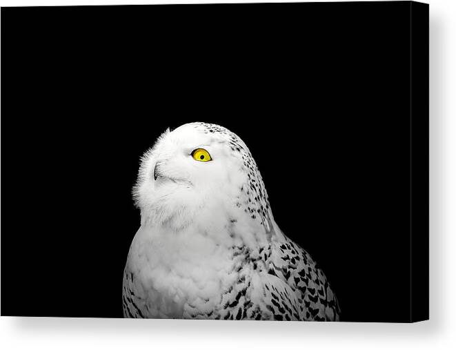 Animal Canvas Print featuring the photograph Snowy Owl by Peter Lakomy