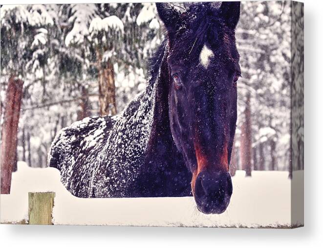 Horse Canvas Print featuring the photograph Snowy Spirit by Teri Virbickis