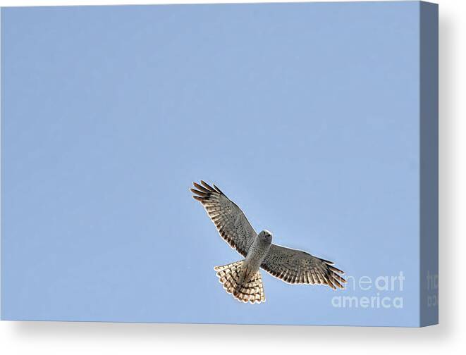 Snowy White Owl Canvas Print featuring the photograph Snowy white owl flying overhead by Dan Friend