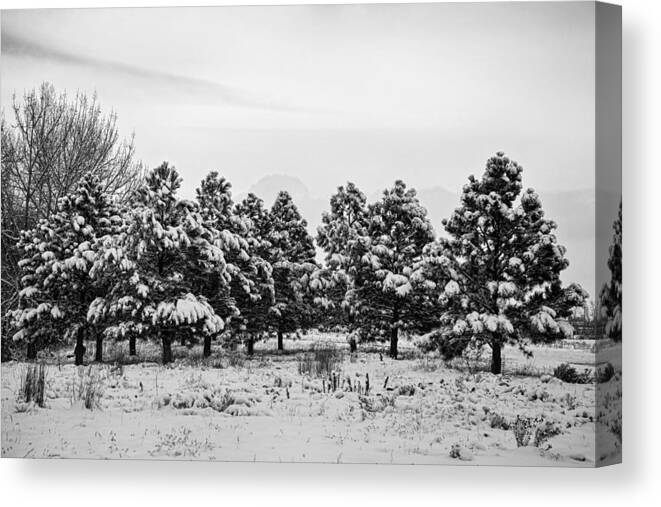 Snow Canvas Print featuring the photograph Snowy Winter Pine Trees In Black and White by James BO Insogna