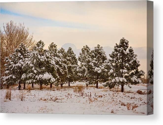 Snow Canvas Print featuring the photograph Snowy Winter Pine Trees by James BO Insogna