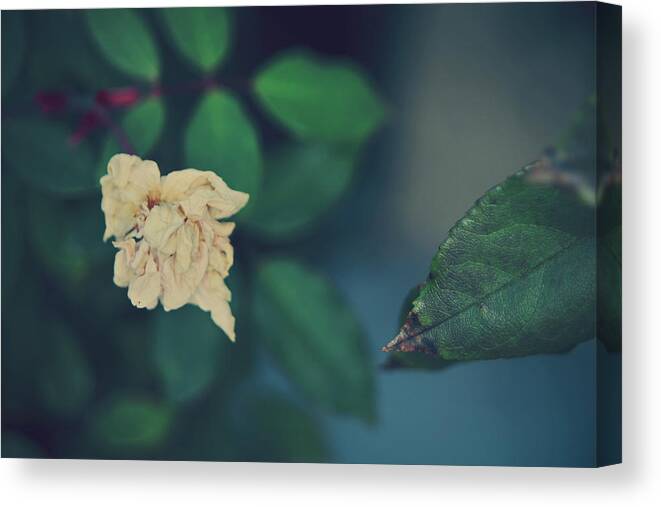 Nature Canvas Print featuring the photograph So It's Goodbye To Love by Laurie Search