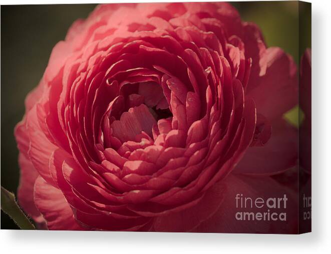Flower Canvas Print featuring the photograph So Pink by Ana V Ramirez
