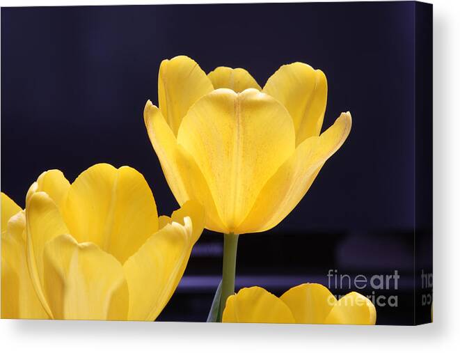 Yellow Canvas Print featuring the photograph Soaking in the Sun by Jayne Carney