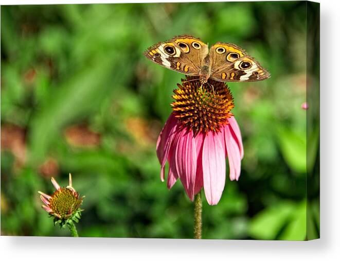 Insects Canvas Print featuring the photograph Soaking up the Sun by Dave Files