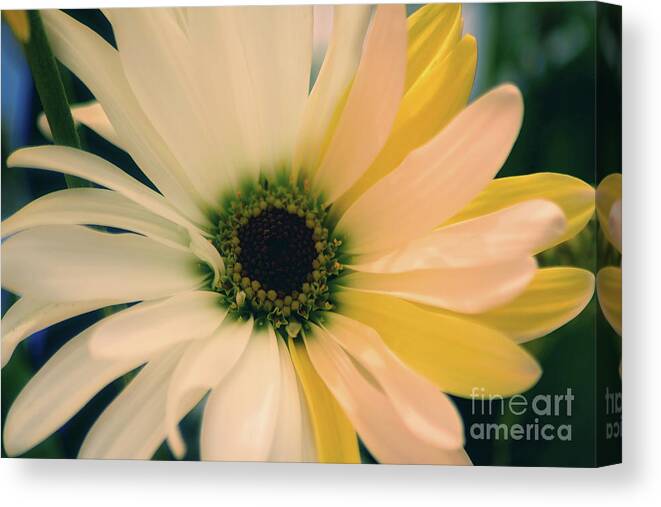 Adrian Laroque Canvas Print featuring the photograph Soft by LR Photography
