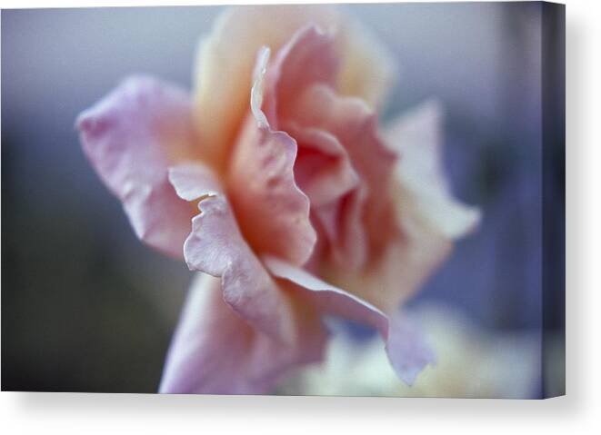 Rose Canvas Print featuring the photograph Soft Beauty by HW Kateley