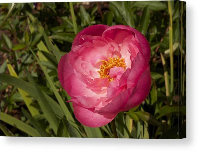 Floral Canvas Print featuring the photograph Soft Floral by Cathy Mahnke