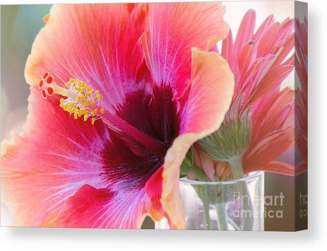 Orange Flower Canvas Print featuring the photograph Soft Touch Hibiscus by Sally Simon