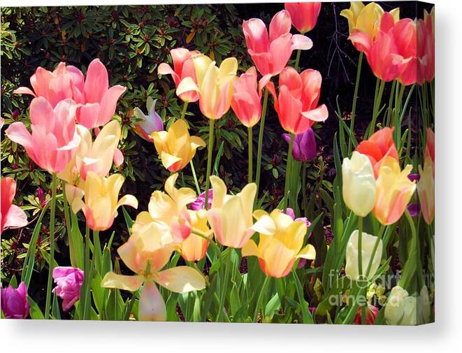 Fine Art Photography Canvas Print featuring the photograph Soft Spring Colors by Nicholas Costanzo