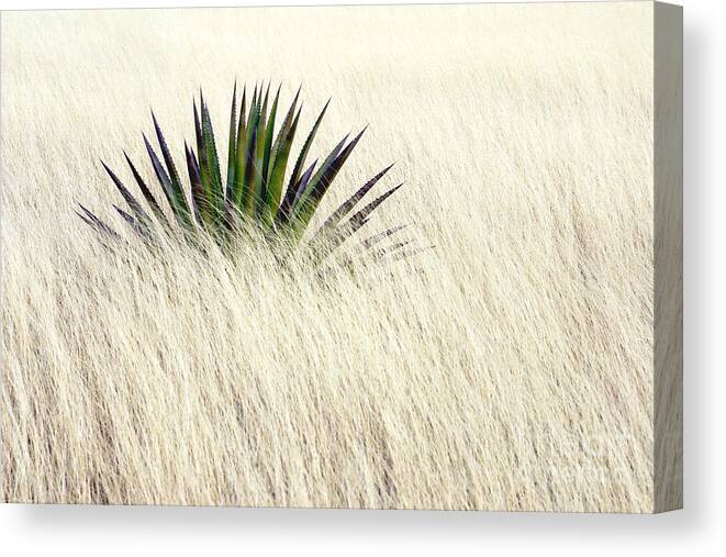 Agave Canvas Print featuring the photograph Solitary Agave by Douglas Taylor