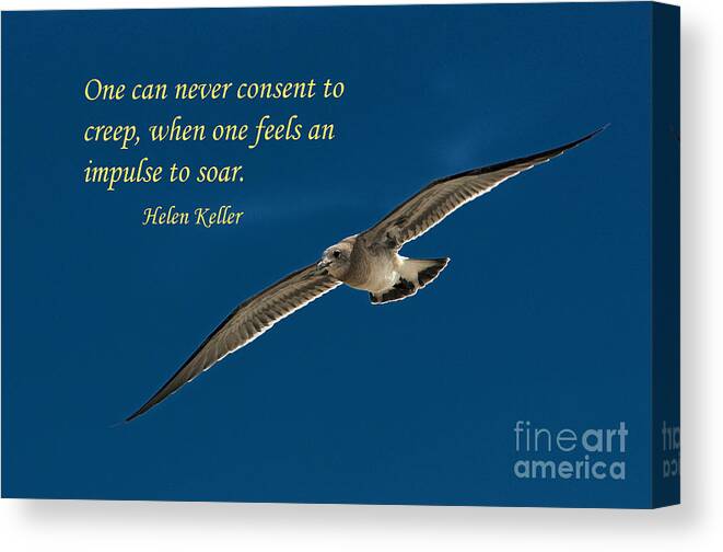 Sea Gull Canvas Print featuring the photograph Solitary seagull by Gene Bleile Photography 