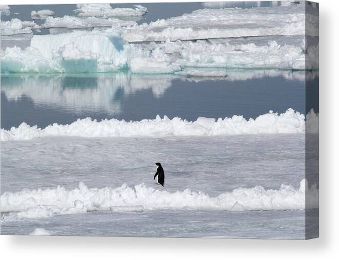 Ice Canvas Print featuring the photograph Solitude by Ginny Barklow