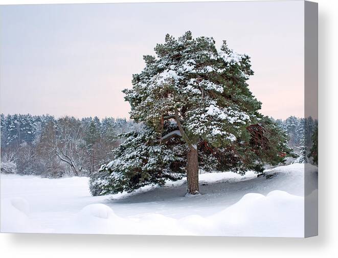Solitude Canvas Print featuring the photograph Solitude by Torbjorn Swenelius