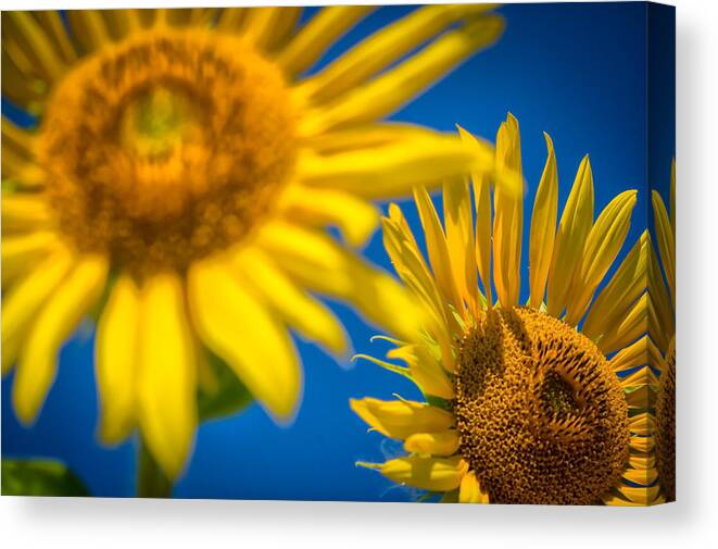 Sunflowers Canvas Print featuring the photograph Some Flowers by James Meyer