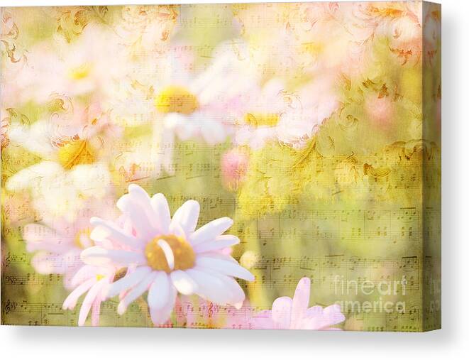 Daisy Canvas Print featuring the photograph Song of Spring I - Lovely Soft Pink Daisies by Beverly Claire Kaiya