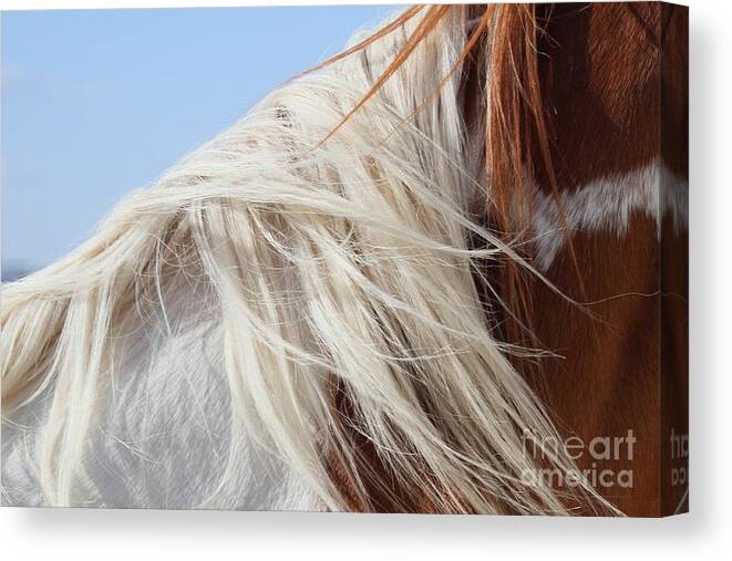 Horse Canvas Print featuring the photograph Sonny's Mane by Ashley M Conger