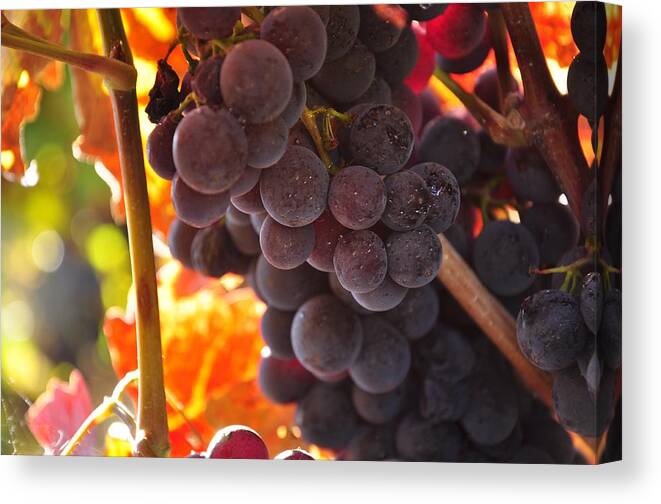 Grapes Canvas Print featuring the photograph Sonoma grapes by Michael Dyer
