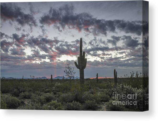 Saguaro Cactus Canvas Print featuring the photograph Sonoran Desert Sunrise by Tamara Becker