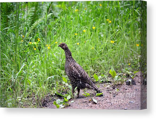Sooty Grouse Canvas Print featuring the photograph Sooty Grouse by Gayle Swigart
