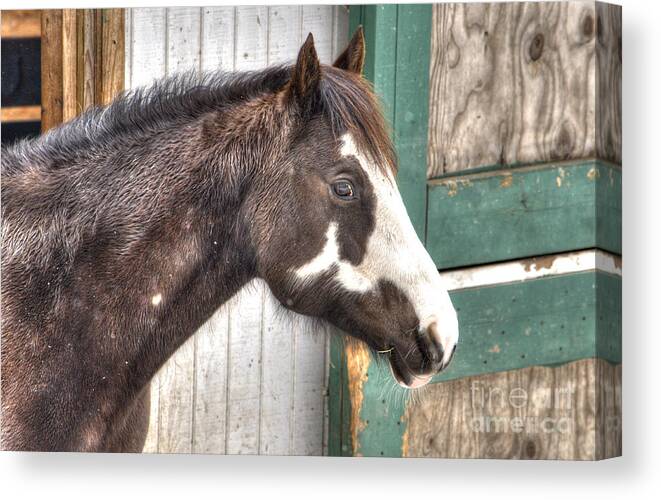 Horse Canvas Print featuring the photograph South Barrington Horse by Deborah Smolinske