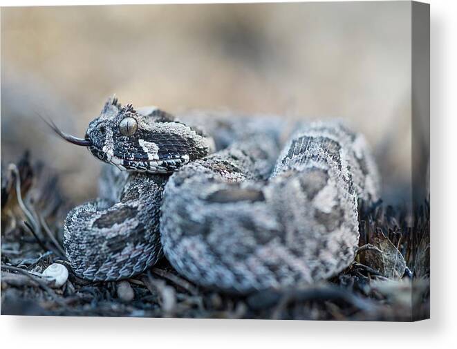 Adder Canvas Print featuring the photograph Southern Adder by Peter Chadwick