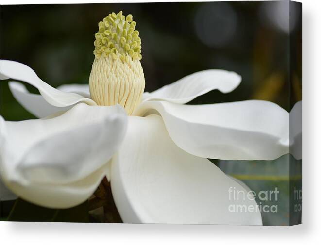 Magnolia Canvas Print featuring the photograph Southern Magnolia by Julie Adair