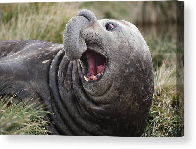 Feb0514 Canvas Print featuring the photograph Southern Elephant Seal Calling South by Flip Nicklin