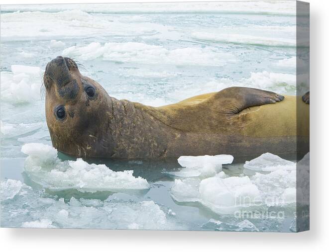 00345893 Canvas Print featuring the photograph Southern Elephant Seal Reclining by Yva Momatiuk John Eastcott