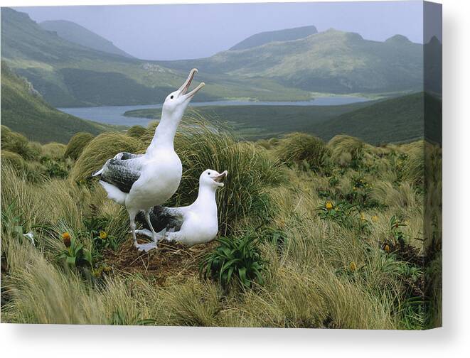 Feb0514 Canvas Print featuring the photograph Southern Royal Albatrosses At Nest by Konrad Wothe