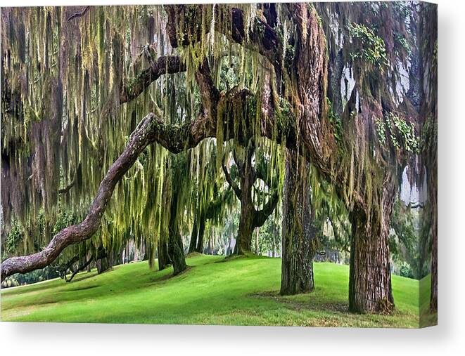 Georgia Canvas Print featuring the photograph Spanish Moss by Debra and Dave Vanderlaan
