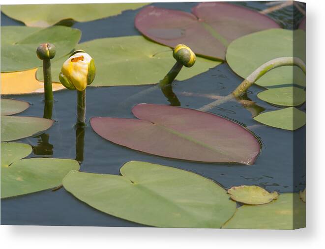 Spatterdock Canvas Print featuring the photograph Spatterdock Heart by Paul Rebmann